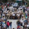Einer der ersten Viehscheid, fand heute in Oberstaufen statt. 16 Alpen mit mehr als 1.000 Tieren kamen vom Berg ins Tal zurück. Mehrere tausend Besucher waren dazu in Oberstaufen zu Gast und empfingen die Tiere im Tal. Auch Ministerpräsident Markus Söder war vor Ort.