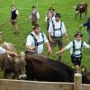 Einer der ersten Viehscheid, fand heute in Oberstaufen statt. 16 Alpen mit mehr als 1.000 Tieren kamen vom Berg ins Tal zurück. Mehrere tausend Besucher waren dazu in Oberstaufen zu Gast und empfingen die Tiere im Tal. Auch Ministerpräsident Markus Söder war vor Ort.