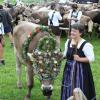 Einer der ersten Viehscheid, fand heute in Oberstaufen statt. 16 Alpen mit mehr als 1.000 Tieren kamen vom Berg ins Tal zurück. Mehrere tausend Besucher waren dazu in Oberstaufen zu Gast und empfingen die Tiere im Tal. Auch Ministerpräsident Markus Söder war vor Ort.
