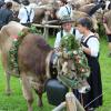 Einer der ersten Viehscheid, fand heute in Oberstaufen statt. 16 Alpen mit mehr als 1.000 Tieren kamen vom Berg ins Tal zurück. Mehrere tausend Besucher waren dazu in Oberstaufen zu Gast und empfingen die Tiere im Tal. Auch Ministerpräsident Markus Söder war vor Ort.