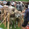 Einer der ersten Viehscheid, fand heute in Oberstaufen statt. 16 Alpen mit mehr als 1.000 Tieren kamen vom Berg ins Tal zurück. Mehrere tausend Besucher waren dazu in Oberstaufen zu Gast und empfingen die Tiere im Tal. Auch Ministerpräsident Markus Söder war vor Ort.