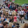 Einer der ersten Viehscheid, fand heute in Oberstaufen statt. 16 Alpen mit mehr als 1.000 Tieren kamen vom Berg ins Tal zurück. Mehrere tausend Besucher waren dazu in Oberstaufen zu Gast und empfingen die Tiere im Tal. Auch Ministerpräsident Markus Söder war vor Ort.
