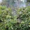 Am frühen Montagnachmittag ist in der Günzburger Gartenanlage "Reitplatz" eine Gartenhütte komplett abgebrannt. Mindestenst eine in der Hütte gelagerte Gasflasche ist laut Polizeibericht explodiert. 
Vermutlich keine BrandstiftungDie Freiwillige Feuerwehr hat den Brand gelöscht und ein Übergreifen des Brandes auf benachbarte Hütten verhindert. Konkrete Hinweise auf Brandstiftung sind derzeit nicht vorhanden, die Brandursache ist unklar. Der Sachschaden beläuft sich nach Schätzung der Polizei auf mehrere tausend Euro.