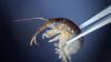 Vom Goldschakal bis zur Quaggamuschel und vom Hammerhai-Wurm bis zum "Killer"-Shrimp. Durch weltweiten Handel, viel Reiseverkehr und die Klimaveränderung machen sich in Deutschland immer neue Tierarten breit. 
 