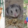 Manchmal werden Tiere ihren Besitzern lästig. Sie werden weggegeben. Andere Tiere werden gequält und misshandelt und ihren Besitzern deshalb abgenommen. All diese Tiere landen in Tierheimen.
Dort warten sie dann auf ein neues Zuhause. Auch das Tierheim "Zuflucht für Tiere" in Kempten sucht neue Besitzer für seine Schützlinge. all-in.de versucht dabei zu helfen, dass folgende Tiere ein neues Zuhause finden. Jedes vermittelte Tier hilft auch dem Tierheim. Denn desto mehr Tiere vermittelt werden können, desto mehr Zeit und Liebe bleibt für die Betreuung der anderen Tiere.

Minnie und PaulWir sind Minnie und Paul, die perfekten Familienhunde, weil wir Kinder lieben! Minnie ist 7 Jahre alt und Paul ist 8. Wir sind beide kastriert. Völlig unverschuldet haben wir unser Zuhause nach langer Zeit verloren, darüber sind wir sehr traurig. Wir sind sehr lieb, menschen- und vor allem auch kinderfreundlich und wünschen uns sehr, dass wir ein gemeinsames Zuhause bei lieben Menschen finden. Wir waren immer zusammen und hängen sehr aneinander. Mit anderen Hunden verstehen wir uns auch gut. Leider haben wir das Problem, dass wir andere Hunde verbellen, wenn wir an der Leine sind, mit Konsequenz bekommt man das aber gut in den Griff. Teddyhamster FlipMein Name ist Flip und ich bin ein ca. 7 Monate alter Teddyhamster. Hamster leben alleine und sind nachtaktiv. Ich möchte gerne ein Zuhause mit großem Käfig und vielen Spielmöglichkeiten.PacoIch bin Paco, ein 7 Jahre alter, kastrierter Mischlingsrüde mit einer Schulterhöhe von 55 cm. Leider habe ich eine kurze Rute, aber man sieht trotzdem, wenn ich fröhlich mit meinem Stummelschwänzchen wedle. Ich bin ein sehr lieber, menschenfreundlicher Hund, der gut in einem ruhigen Haushalt aufgehoben wäre. Aber ich bin topfit und laufe sehr gerne. Leider benehme ich mich bei Hundebegegnungen an der Leine manchmal nicht so gut. Hier auf dem Hof lebe ich aber in einem Hunderudel mit mehreren anderen Hunden, sowohl Rüden als auch Hündinnen, und ich verstehe mich mit allen gut. Gerne spiele ich mit ihnen im Garten.ClayDieser große, weiße Bär ist Clay. Mit einer Schulterhöhe von 70 cm hat er eine stattliche Größe. Clay ist 5 Jahre alt, kastriert und in ihm steckt sicher ein Herdenschutzhund. Clay ist sehr freundlich und liebenswert. Mit den anderen Hunden tobt und spielt er stundenlang im Garten. Er ist wirklich ein toller Kerl. Da Herdenschutzhunde bei der Erziehung sturköpfig sein können, wären Menschen mit Hundeerfahrung von Vorteil. Ein Leben auf dem Land mit großem Grundstück, bestenfalls mit Hundekumpel, wäre großartig für ihn.EnoMein Name ist Eno, ich bin ein 6-jähriger kastrierter Mischlingsrüde. Leider bin ich noch ängstlich, deshalb sollte ich zu Leuten, die Geduld mit mir haben. Ich lasse mich anfassen und streicheln ohne zu schnappen, kann es aber leider noch nicht genießen. Zu viel Schlimmes musste ich in meiner Vergangenheit wohl erleben. An der Leine laufen kann ich gut und ich habe große Freude, wenn ich auf der Wiese an der langen Leine springen darf. Mit anderen Hunden verstehe ich wunderbar, als Zweithund wäre ich sicher gut geeignet.
