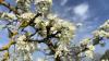 Der Frühling dürfte jetzt endgültig angekommen sein. In Lindau am Bodensee blühen schon die ersten Obstbäume und die Schwäne im Lindauer Hafen brüten ihre Eier aus. Die Wassertemperatur beträgt knapp 10 Grad, die Lufttemperatur liegt bei angenehmen 23 Grad. Blauer Himmel soweit das Auge reicht und auch die Bienen sind schon aktiv und fliegen vollgepackt von Blüte zu Blüte. 
[video]https://www.youtube.com/watch?v=E_IoxFWjLFE[/video]