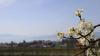 Der Frühling dürfte jetzt endgültig angekommen sein. In Lindau am Bodensee blühen schon die ersten Obstbäume und die Schwäne im Lindauer Hafen brüten ihre Eier aus. Die Wassertemperatur beträgt knapp 10 Grad, die Lufttemperatur liegt bei angenehmen 23 Grad. Blauer Himmel soweit das Auge reicht und auch die Bienen sind schon aktiv und fliegen vollgepackt von Blüte zu Blüte. 
[video]https://www.youtube.com/watch?v=E_IoxFWjLFE[/video]