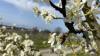 Der Frühling dürfte jetzt endgültig angekommen sein. In Lindau am Bodensee blühen schon die ersten Obstbäume und die Schwäne im Lindauer Hafen brüten ihre Eier aus. Die Wassertemperatur beträgt knapp 10 Grad, die Lufttemperatur liegt bei angenehmen 23 Grad. Blauer Himmel soweit das Auge reicht und auch die Bienen sind schon aktiv und fliegen vollgepackt von Blüte zu Blüte. 
[video]https://www.youtube.com/watch?v=E_IoxFWjLFE[/video]