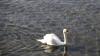 Der Frühling dürfte jetzt endgültig angekommen sein. In Lindau am Bodensee blühen schon die ersten Obstbäume und die Schwäne im Lindauer Hafen brüten ihre Eier aus. Die Wassertemperatur beträgt knapp 10 Grad, die Lufttemperatur liegt bei angenehmen 23 Grad. Blauer Himmel soweit das Auge reicht und auch die Bienen sind schon aktiv und fliegen vollgepackt von Blüte zu Blüte. 
[video]https://www.youtube.com/watch?v=E_IoxFWjLFE[/video]