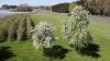 Bei Temperaturen an die 20 Grad ist die Blüte von tausenden Obstbäumen am Bodensee in vollem Gange. Aktuell blühen gerade die Kirschblüten und tausende Bienen sind im bayerischen Teil des Bodensees unterwegs, um die Blüten zu bestäuben. Auch die Apfelbäume stehen kurz vor der Blüte. Auch diese werden dann durch die fleißigen Bienen bestäubt. Aktuell warten die Winzer am Bodensee noch auf die Traubenblüte, die vermutlich dann in knapp zwei Wochen starten wird. Dann ist der Bodensee umgeben von zahlreichen bunten Obstbäumen.
[video]https://www.youtube.com/watch?v=4IfOQL1HeuY[/video]