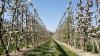 Bei Temperaturen an die 20 Grad ist die Blüte von tausenden Obstbäumen am Bodensee in vollem Gange. Aktuell blühen gerade die Kirschblüten und tausende Bienen sind im bayerischen Teil des Bodensees unterwegs, um die Blüten zu bestäuben. Auch die Apfelbäume stehen kurz vor der Blüte. Auch diese werden dann durch die fleißigen Bienen bestäubt. Aktuell warten die Winzer am Bodensee noch auf die Traubenblüte, die vermutlich dann in knapp zwei Wochen starten wird. Dann ist der Bodensee umgeben von zahlreichen bunten Obstbäumen.
[video]https://www.youtube.com/watch?v=4IfOQL1HeuY[/video]