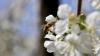 Bei Temperaturen an die 20 Grad ist die Blüte von tausenden Obstbäumen am Bodensee in vollem Gange. Aktuell blühen gerade die Kirschblüten und tausende Bienen sind im bayerischen Teil des Bodensees unterwegs, um die Blüten zu bestäuben. Auch die Apfelbäume stehen kurz vor der Blüte. Auch diese werden dann durch die fleißigen Bienen bestäubt. Aktuell warten die Winzer am Bodensee noch auf die Traubenblüte, die vermutlich dann in knapp zwei Wochen starten wird. Dann ist der Bodensee umgeben von zahlreichen bunten Obstbäumen.
[video]https://www.youtube.com/watch?v=4IfOQL1HeuY[/video]