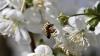 Bei Temperaturen an die 20 Grad ist die Blüte von tausenden Obstbäumen am Bodensee in vollem Gange. Aktuell blühen gerade die Kirschblüten und tausende Bienen sind im bayerischen Teil des Bodensees unterwegs, um die Blüten zu bestäuben. Auch die Apfelbäume stehen kurz vor der Blüte. Auch diese werden dann durch die fleißigen Bienen bestäubt. Aktuell warten die Winzer am Bodensee noch auf die Traubenblüte, die vermutlich dann in knapp zwei Wochen starten wird. Dann ist der Bodensee umgeben von zahlreichen bunten Obstbäumen.
[video]https://www.youtube.com/watch?v=4IfOQL1HeuY[/video]