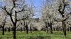 Bei Temperaturen an die 20 Grad ist die Blüte von tausenden Obstbäumen am Bodensee in vollem Gange. Aktuell blühen gerade die Kirschblüten und tausende Bienen sind im bayerischen Teil des Bodensees unterwegs, um die Blüten zu bestäuben. Auch die Apfelbäume stehen kurz vor der Blüte. Auch diese werden dann durch die fleißigen Bienen bestäubt. Aktuell warten die Winzer am Bodensee noch auf die Traubenblüte, die vermutlich dann in knapp zwei Wochen starten wird. Dann ist der Bodensee umgeben von zahlreichen bunten Obstbäumen.
[video]https://www.youtube.com/watch?v=4IfOQL1HeuY[/video]