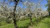 Bei Temperaturen an die 20 Grad ist die Blüte von tausenden Obstbäumen am Bodensee in vollem Gange. Aktuell blühen gerade die Kirschblüten und tausende Bienen sind im bayerischen Teil des Bodensees unterwegs, um die Blüten zu bestäuben. Auch die Apfelbäume stehen kurz vor der Blüte. Auch diese werden dann durch die fleißigen Bienen bestäubt. Aktuell warten die Winzer am Bodensee noch auf die Traubenblüte, die vermutlich dann in knapp zwei Wochen starten wird. Dann ist der Bodensee umgeben von zahlreichen bunten Obstbäumen.
[video]https://www.youtube.com/watch?v=4IfOQL1HeuY[/video]