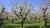 Bei Temperaturen an die 20 Grad ist die Blüte von tausenden Obstbäumen am Bodensee in vollem Gange. Aktuell blühen gerade die Kirschblüten und tausende Bienen sind im bayerischen Teil des Bodensees unterwegs, um die Blüten zu bestäuben. Auch die Apfelbäume stehen kurz vor der Blüte. Auch diese werden dann durch die fleißigen Bienen bestäubt. Aktuell warten die Winzer am Bodensee noch auf die Traubenblüte, die vermutlich dann in knapp zwei Wochen starten wird. Dann ist der Bodensee umgeben von zahlreichen bunten Obstbäumen.
[video]https://www.youtube.com/watch?v=4IfOQL1HeuY[/video]