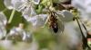 Bei Temperaturen an die 20 Grad ist die Blüte von tausenden Obstbäumen am Bodensee in vollem Gange. Aktuell blühen gerade die Kirschblüten und tausende Bienen sind im bayerischen Teil des Bodensees unterwegs, um die Blüten zu bestäuben. Auch die Apfelbäume stehen kurz vor der Blüte. Auch diese werden dann durch die fleißigen Bienen bestäubt. Aktuell warten die Winzer am Bodensee noch auf die Traubenblüte, die vermutlich dann in knapp zwei Wochen starten wird. Dann ist der Bodensee umgeben von zahlreichen bunten Obstbäumen.
[video]https://www.youtube.com/watch?v=4IfOQL1HeuY[/video]