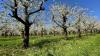 Bei Temperaturen an die 20 Grad ist die Blüte von tausenden Obstbäumen am Bodensee in vollem Gange. Aktuell blühen gerade die Kirschblüten und tausende Bienen sind im bayerischen Teil des Bodensees unterwegs, um die Blüten zu bestäuben. Auch die Apfelbäume stehen kurz vor der Blüte. Auch diese werden dann durch die fleißigen Bienen bestäubt. Aktuell warten die Winzer am Bodensee noch auf die Traubenblüte, die vermutlich dann in knapp zwei Wochen starten wird. Dann ist der Bodensee umgeben von zahlreichen bunten Obstbäumen.
[video]https://www.youtube.com/watch?v=4IfOQL1HeuY[/video]