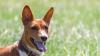 Ein 14-Jähriger Schüler ist während der Mittagspause in Ottobeuren von einem Hund gebissen und verletzt worden. Bei dem Hund soll es sich um einen Basenji handeln. Die Halterin wird nun von der Polizei Memmingen gesucht. (Symbolbild)