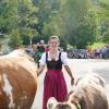 Am Dienstag fand in Schöllang bei Oberstdorf der Viehscheid statt. Rund 570 Jungrinder von vier Alpen zogen in den Ort. Das tolle Wetter lockte zahlreiche Schaulustige an, die sich das Spektakel nicht entgehen lassen wollten.
Biergarten und Marktplatz
Fürs leibliche Wohl war auch gesorgt. Neben einem Biergarten, der gut besucht war, gab es auch ein Festzelt mitsamt Musikkapelle. Auch einen kleinen Markt gab es abseits des Viehscheids. Neben Taschen und Hüten konnten die Viehscheid-Besucher auch Küchenutensilien kaufen, während die Rinder zu ihren Besitzern trotteten. 
 
Weitere Bilder und Infos zum Viehscheid in Schöllang gibt es auf allgäuer-zeitung.de.
Im Allgäu hat die Viehscheid-Saison begonnen. In unserem Übersichtsartikel gibt es die weiteren Termine für die diesjährigen Almabtriebe. 
