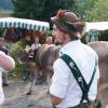 Am Dienstag fand in Schöllang bei Oberstdorf der Viehscheid statt. Rund 570 Jungrinder von vier Alpen zogen in den Ort. Das tolle Wetter lockte zahlreiche Schaulustige an, die sich das Spektakel nicht entgehen lassen wollten.
Biergarten und Marktplatz
Fürs leibliche Wohl war auch gesorgt. Neben einem Biergarten, der gut besucht war, gab es auch ein Festzelt mitsamt Musikkapelle. Auch einen kleinen Markt gab es abseits des Viehscheids. Neben Taschen und Hüten konnten die Viehscheid-Besucher auch Küchenutensilien kaufen, während die Rinder zu ihren Besitzern trotteten. 
 
Weitere Bilder und Infos zum Viehscheid in Schöllang gibt es auf allgäuer-zeitung.de.
Im Allgäu hat die Viehscheid-Saison begonnen. In unserem Übersichtsartikel gibt es die weiteren Termine für die diesjährigen Almabtriebe. 