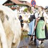 Am Dienstag fand in Schöllang bei Oberstdorf der Viehscheid statt. Rund 570 Jungrinder von vier Alpen zogen in den Ort. Das tolle Wetter lockte zahlreiche Schaulustige an, die sich das Spektakel nicht entgehen lassen wollten.
Biergarten und Marktplatz
Fürs leibliche Wohl war auch gesorgt. Neben einem Biergarten, der gut besucht war, gab es auch ein Festzelt mitsamt Musikkapelle. Auch einen kleinen Markt gab es abseits des Viehscheids. Neben Taschen und Hüten konnten die Viehscheid-Besucher auch Küchenutensilien kaufen, während die Rinder zu ihren Besitzern trotteten. 
 
Weitere Bilder und Infos zum Viehscheid in Schöllang gibt es auf allgäuer-zeitung.de.
Im Allgäu hat die Viehscheid-Saison begonnen. In unserem Übersichtsartikel gibt es die weiteren Termine für die diesjährigen Almabtriebe. 