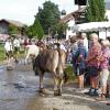 Am Dienstag fand in Schöllang bei Oberstdorf der Viehscheid statt. Rund 570 Jungrinder von vier Alpen zogen in den Ort. Das tolle Wetter lockte zahlreiche Schaulustige an, die sich das Spektakel nicht entgehen lassen wollten.
Biergarten und Marktplatz
Fürs leibliche Wohl war auch gesorgt. Neben einem Biergarten, der gut besucht war, gab es auch ein Festzelt mitsamt Musikkapelle. Auch einen kleinen Markt gab es abseits des Viehscheids. Neben Taschen und Hüten konnten die Viehscheid-Besucher auch Küchenutensilien kaufen, während die Rinder zu ihren Besitzern trotteten. 
 
Weitere Bilder und Infos zum Viehscheid in Schöllang gibt es auf allgäuer-zeitung.de.
Im Allgäu hat die Viehscheid-Saison begonnen. In unserem Übersichtsartikel gibt es die weiteren Termine für die diesjährigen Almabtriebe. 