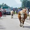 Am Dienstag fand in Schöllang bei Oberstdorf der Viehscheid statt. Rund 570 Jungrinder von vier Alpen zogen in den Ort. Das tolle Wetter lockte zahlreiche Schaulustige an, die sich das Spektakel nicht entgehen lassen wollten.
Biergarten und Marktplatz
Fürs leibliche Wohl war auch gesorgt. Neben einem Biergarten, der gut besucht war, gab es auch ein Festzelt mitsamt Musikkapelle. Auch einen kleinen Markt gab es abseits des Viehscheids. Neben Taschen und Hüten konnten die Viehscheid-Besucher auch Küchenutensilien kaufen, während die Rinder zu ihren Besitzern trotteten. 
 
Weitere Bilder und Infos zum Viehscheid in Schöllang gibt es auf allgäuer-zeitung.de.
Im Allgäu hat die Viehscheid-Saison begonnen. In unserem Übersichtsartikel gibt es die weiteren Termine für die diesjährigen Almabtriebe. 