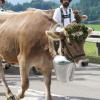 Am Dienstag fand in Schöllang bei Oberstdorf der Viehscheid statt. Rund 570 Jungrinder von vier Alpen zogen in den Ort. Das tolle Wetter lockte zahlreiche Schaulustige an, die sich das Spektakel nicht entgehen lassen wollten.
Biergarten und Marktplatz
Fürs leibliche Wohl war auch gesorgt. Neben einem Biergarten, der gut besucht war, gab es auch ein Festzelt mitsamt Musikkapelle. Auch einen kleinen Markt gab es abseits des Viehscheids. Neben Taschen und Hüten konnten die Viehscheid-Besucher auch Küchenutensilien kaufen, während die Rinder zu ihren Besitzern trotteten. 
 
Weitere Bilder und Infos zum Viehscheid in Schöllang gibt es auf allgäuer-zeitung.de.
Im Allgäu hat die Viehscheid-Saison begonnen. In unserem Übersichtsartikel gibt es die weiteren Termine für die diesjährigen Almabtriebe. 