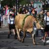 Beim Viehscheid in Immenstadt 2023 kamen 657 Tiere ins Tal. Tausende Besucher schauten beim einzigen städtischen Viehscheid in Deutschland zu.
