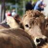 Beim Viehscheid in Immenstadt 2023 kamen 657 Tiere ins Tal. Tausende Besucher schauten beim einzigen städtischen Viehscheid in Deutschland zu.