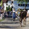 Beim Viehscheid in Immenstadt 2023 kamen 657 Tiere ins Tal. Tausende Besucher schauten beim einzigen städtischen Viehscheid in Deutschland zu.