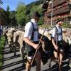 Beim Viehscheid in Immenstadt 2023 kamen 657 Tiere ins Tal. Tausende Besucher schauten beim einzigen städtischen Viehscheid in Deutschland zu.