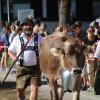 Beim Viehscheid in Immenstadt 2023 kamen 657 Tiere ins Tal. Tausende Besucher schauten beim einzigen städtischen Viehscheid in Deutschland zu.