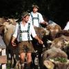 Beim Viehscheid in Immenstadt 2023 kamen 657 Tiere ins Tal. Tausende Besucher schauten beim einzigen städtischen Viehscheid in Deutschland zu.