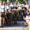 Beim Viehscheid in Immenstadt 2023 kamen 657 Tiere ins Tal. Tausende Besucher schauten beim einzigen städtischen Viehscheid in Deutschland zu.