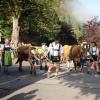 Beim Viehscheid in Immenstadt 2023 kamen 657 Tiere ins Tal. Tausende Besucher schauten beim einzigen städtischen Viehscheid in Deutschland zu.