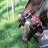 Beim Viehscheid in Immenstadt 2023 kamen 657 Tiere ins Tal. Tausende Besucher schauten beim einzigen städtischen Viehscheid in Deutschland zu.