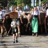 Beim Viehscheid in Immenstadt 2023 kamen 657 Tiere ins Tal. Tausende Besucher schauten beim einzigen städtischen Viehscheid in Deutschland zu.