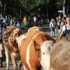 Beim Viehscheid in Immenstadt 2023 kamen 657 Tiere ins Tal. Tausende Besucher schauten beim einzigen städtischen Viehscheid in Deutschland zu.