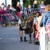 Beim Viehscheid in Immenstadt 2023 kamen 657 Tiere ins Tal. Tausende Besucher schauten beim einzigen städtischen Viehscheid in Deutschland zu.