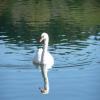 Schwan verletzt: Tierquäler gesucht