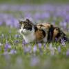 Tempolimit soll Katzenleben retten