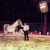 Akrobatik, Clowns, Tierdressuren und eine Elefantenshow
