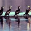 Auch im Oberallgäu Streit um den Kormoran