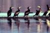 Auch im Oberallgäu Streit um den Kormoran