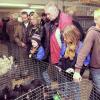 Alpaka-Meerschweinchen und Bronze-Puten
