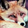 Fuchs greift im Dorf Zustellerin an