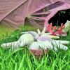 Überraschendes im kunst-gedüngten Garten