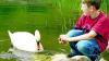 Kevin: Wer hilft krankem Schwan?